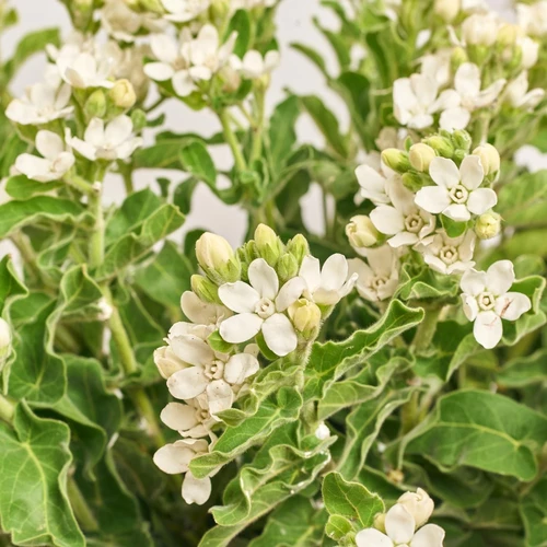 Product image Bouquet of 15 White Oxypetalums, packaging: Gradiens tiffany, vendor code: 3814