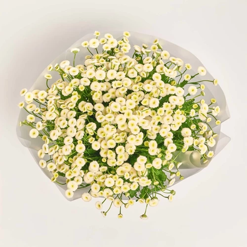 Product image Bouquet 15 Tanacetums Rio, packaging: Transparent, vendor code: 3816