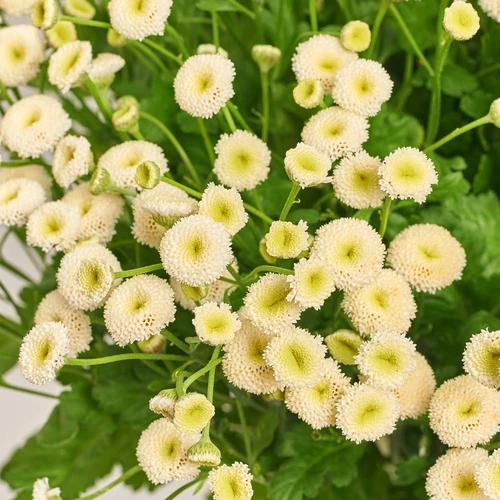 Product image Bouquet 15 Tanacetums Rio, packaging: Transparent, vendor code: 3816