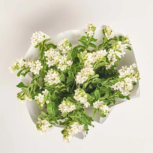 Product image Bouquet of 25 White Oxypetalums, packaging: White, vendor code: 3815