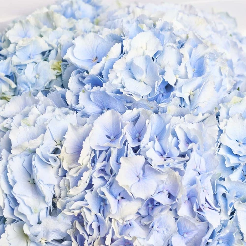 Product image Bouquet of 11 Blue Hydrangeas, packaging: White, vendor code: 3818