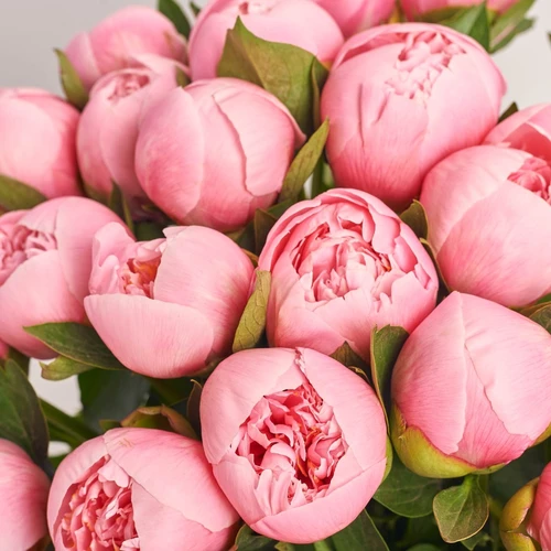 Product image Bouquet of 25 Peonies Etched Salmon, packaging: Gradiens tiffany, vendor code: 3820