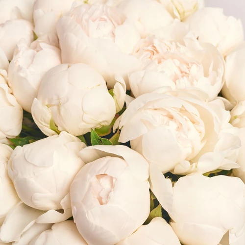 Product image Bouquet of 25 Peonies Madame Claude Tain, packaging: Powder, vendor code: 3821