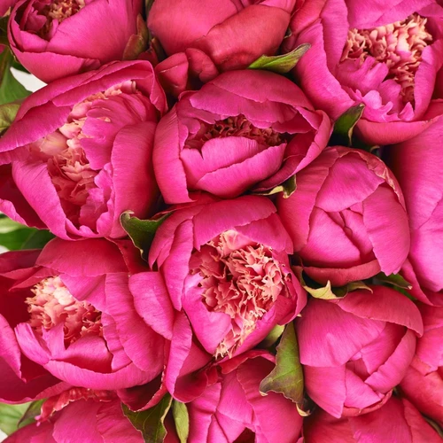 Изображение товара Букет 25 Пионов Вайт Кеп, упаковка: Градиент тиффани, артикул: 3823