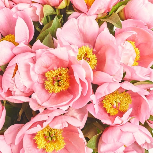 Product image Bouquet of 25 Peonies Salmon Saucer, packaging: Blue, vendor code: 3822