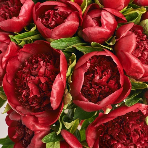 Product image Bouquet of 25 Peonies Red Charm, packaging: Coral, vendor code: 3824