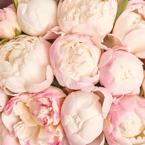 Product image Bouquet of 25 Peonies Gardenia, packaging: Gradiens tiffany, vendor code: 3826