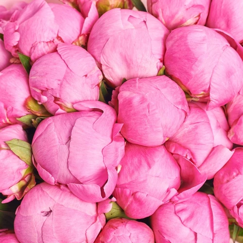 Product image Bouquet of 25 Peonies Alex Fleming, packaging: Kafin cream, vendor code: 3825