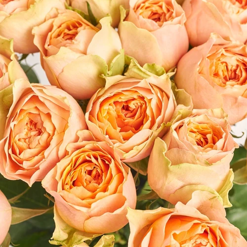 Product image Bouquet 25 Roses Greviti, packaging: Gradiens pink, vendor code: 3827