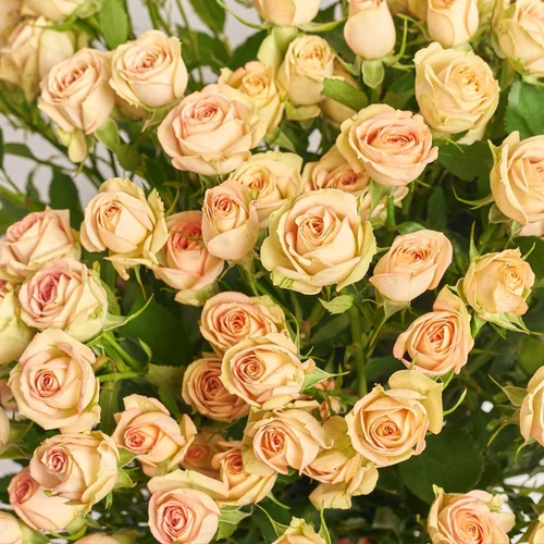 Product image Bouquet of 25 Roses Spray Azor, packaging: Red, vendor code: 3828