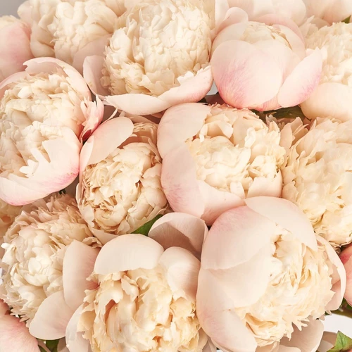 Product image Bouquet of 25 Peonies Owen Cousin, packaging: Purple, vendor code: 3829