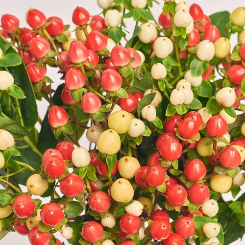 Product image Bouquet of 25 Нypericums mix, packaging: Kafin rust, vendor code: 3830