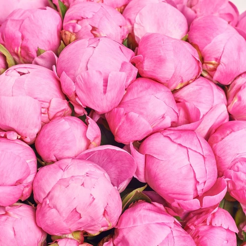 Product image Bouquet 51 Peony Alex Fleming, packaging: 
Graphite, vendor code: 3831