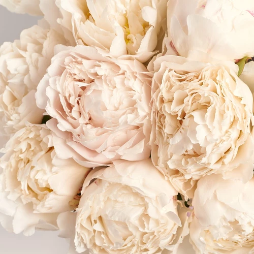 Product image Bouquet of 25 Peonies Bowl of Cream, packaging: Gradiens tiffany, vendor code: 3832