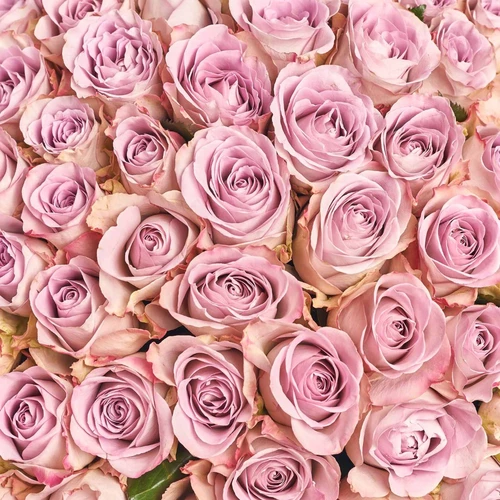 Product image Bouquet 101 Rose Memory Lane, packaging: Purple, vendor code: 3833