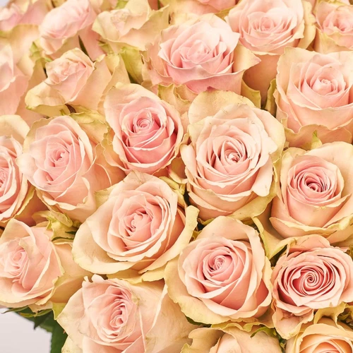 Product image Bouquet of 101 Roses Pink Athena, packaging: Kafin cream, vendor code: 3834