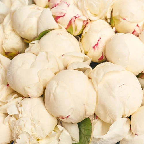 Product image Bouquet of 25 Peonies Mary Nicholls, packaging: Gradiens blue, vendor code: 3835