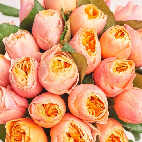 Product image Bouquet 25 Roses Vuvuzela, packaging: Peach, vendor code: 3836