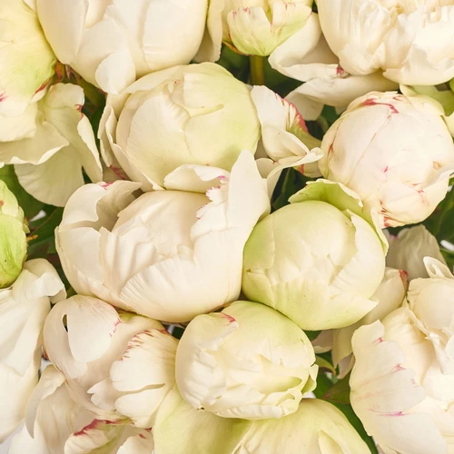 Product image Bouquet of 25 Peonies Ivory Victory, packaging: Purple, vendor code: 3837