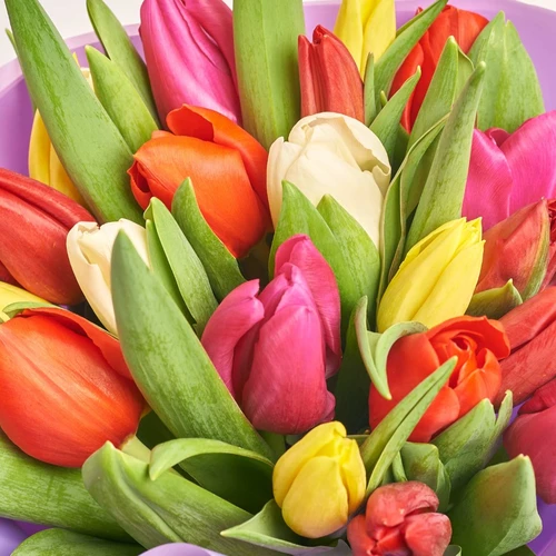 Изображение товара Букет 25 Тюльпанов Микс, упаковка: Фиолетовая, артикул: 2264