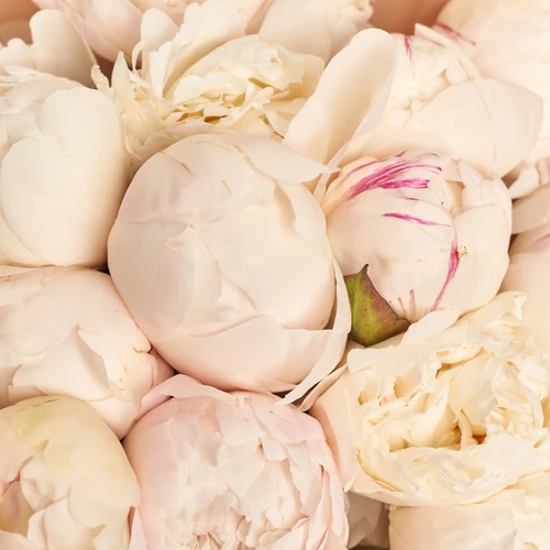Product image Bouquet of 25 Peonies Moon over Barrington, packaging: Coral, vendor code: 3838