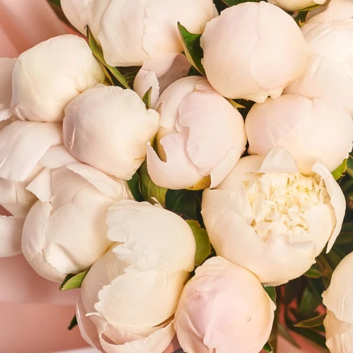 Product image Bouquet of 25 Peonies Mazers Choice, packaging: Kafin rose, vendor code: 3839