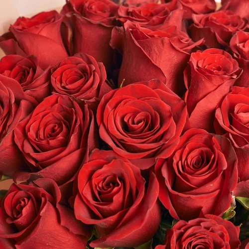 Product image Bouquet of 25 Red Roses Explorer, packaging: Powder, vendor code: 3840