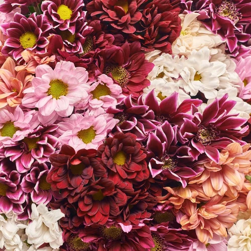 Product image Bouquet of 51 Chrysanthemums Mix, packaging: Gradiens violet, vendor code: 3843