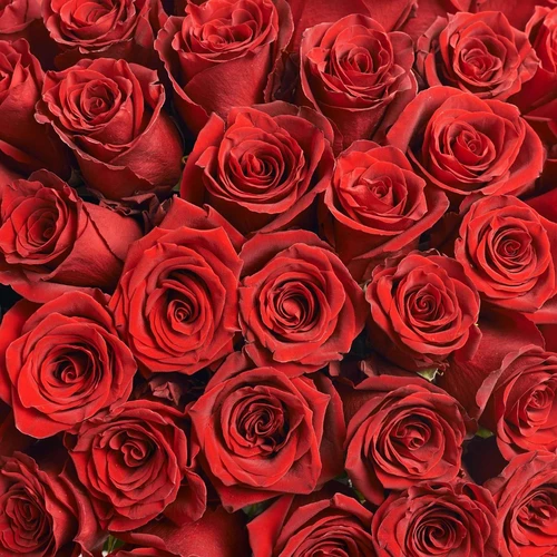 Product image Bouquet 101 Red Rose Explorer, packaging: Powder, vendor code: 3842