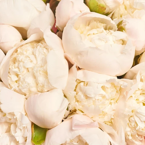Product image Bouquet of 25 Peonies Princess Bride, packaging: Blue, vendor code: 3841