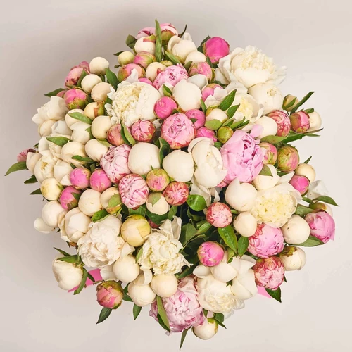 Изображение товара Букет 101 Белый и Розовый Пион Микс, упаковка: Каффин розовый, артикул: 3847