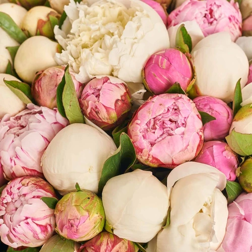 Product image Bouquet 101 White and Pink Peony Mix, packaging: Kafin rose, vendor code: 3847