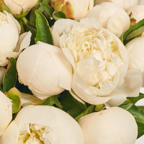 Product image Bouquet of 25 Peonies Duchesse De Nemours, packaging: Gradiens blue, vendor code: 3848