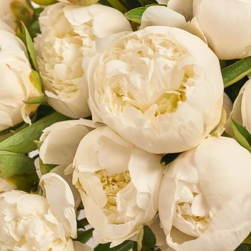 Product image Bouquet 51 Peony Duchess De Nemours, packaging: Kafin cream, vendor code: 3849