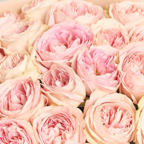 Product image Bouquet of 25 Light Pink peony Roses, packaging: Kafin cream, vendor code: 3851