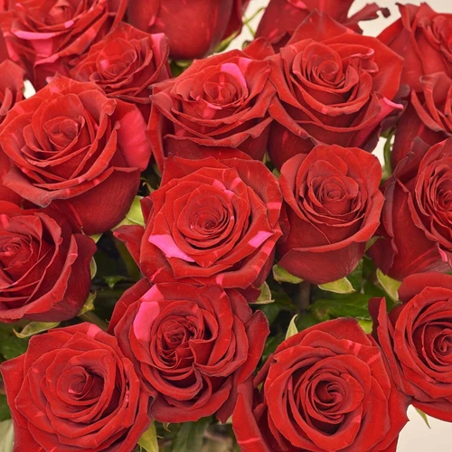 Product image Bouquet of 25 Roses Red Panther, packaging: Gradiens pink, vendor code: 3861