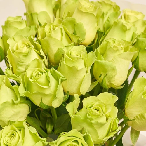 Product image Bouquet of 25 Green Roses, packaging: Transparent, vendor code: 3863