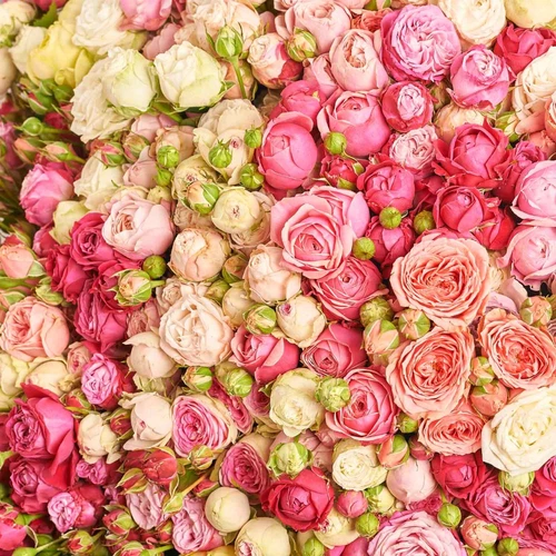 Product image Bouquet of 151 Roses spray mix, packaging: Without packaging, vendor code: 3864