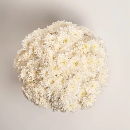 Product image Box of 25 White Chrysanthemums, packaging: Green, vendor code: 3866