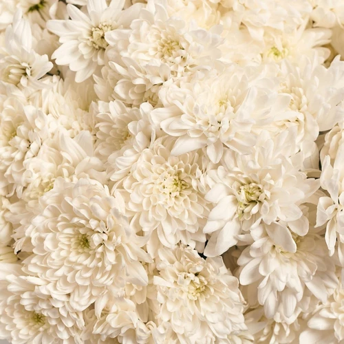 Product image Box of 25 White Chrysanthemums, packaging: Green, vendor code: 3866