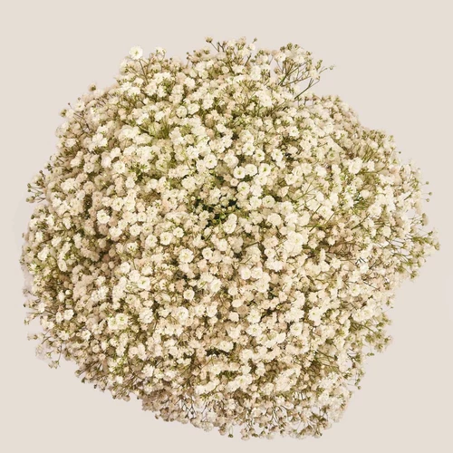 Product image Box of 25 White Gypsophila, packaging: Red, vendor code: 3867