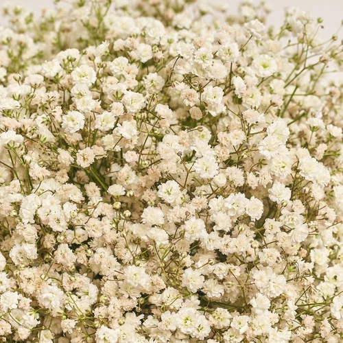 Product image Box of 25 White Gypsophila, packaging: Red, vendor code: 3867