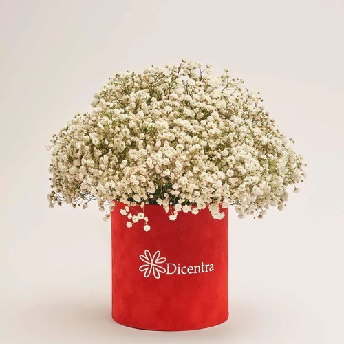 Product image Box of 25 White Gypsophila, packaging: Red, vendor code: 3867