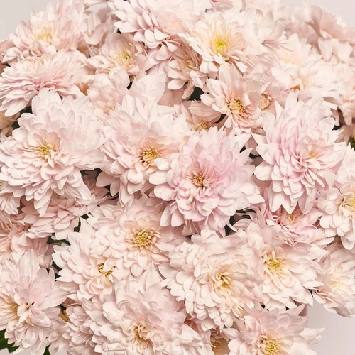 Product image Box of 21 soft pink chrysanthemums, packaging: Powder, vendor code: 3892