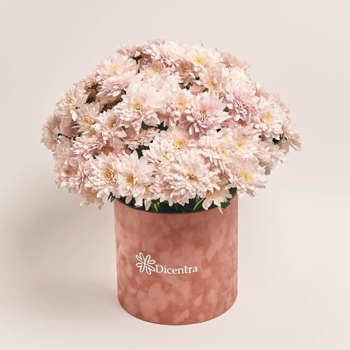 Product image Box of 21 soft pink chrysanthemums, packaging: Powder, vendor code: 3892