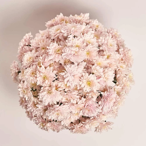 Product image Box of 21 soft pink chrysanthemums, packaging: Powder, vendor code: 3892