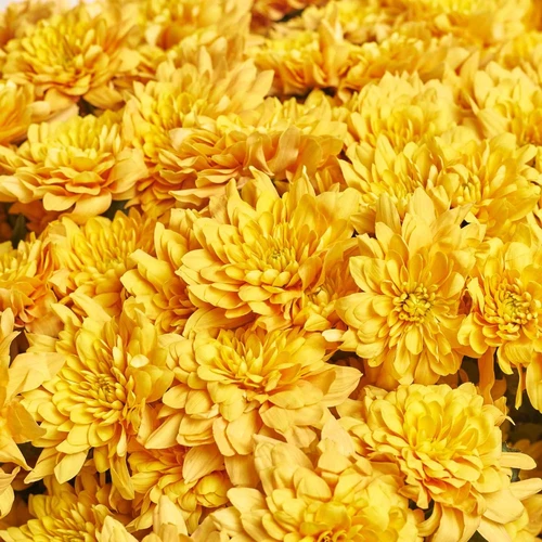 Изображение товара Букет 25 Оранжевых Хризантем, упаковка: Каффин лососевый, артикул: 3929