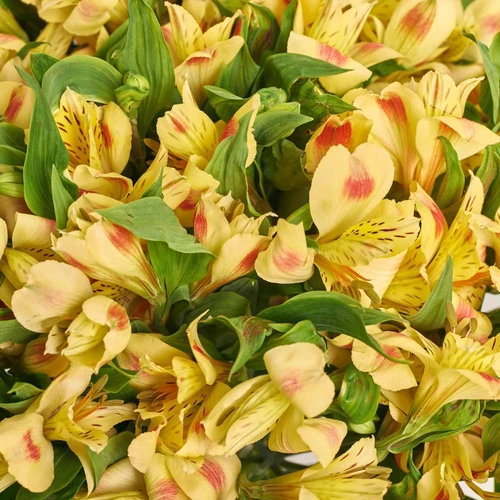 Product image Bouquet of 25 yellow Alstroemerias, packaging: Transparent, vendor code: 3972