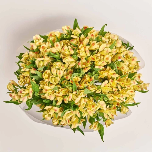 Product image Bouquet of 25 yellow Alstroemerias, packaging: Transparent, vendor code: 3972