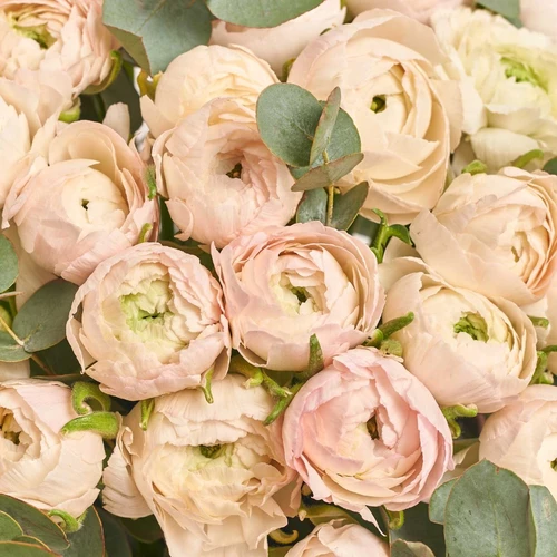 Product image Box 51 soft pink Ranunculus, packaging: Pink, vendor code: 3973